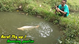 Kwalahan..!? Mancing borongan ikan patin ukuran monster..!?