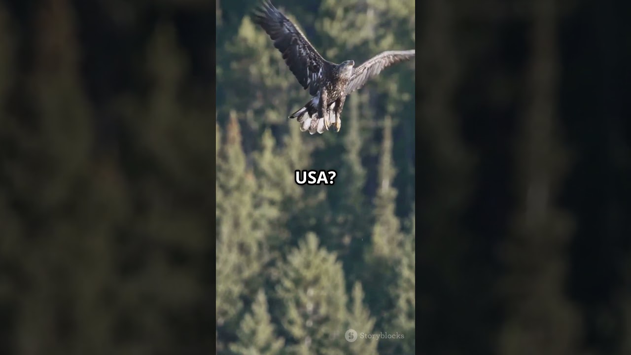 If Countries Were Animals!