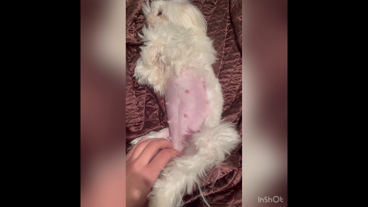 5week pregnant Maltese