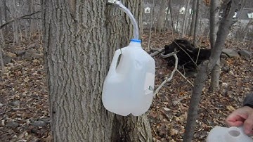 Collecting Maple Sap in Connecticut (Making Maple Syrup - Part 3)