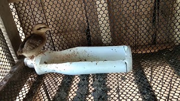 Noob qaib txaij. Zag nyuam thiab taw tuaj plaub li tus txiv kiag