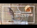 【Room Tour】文鳥んちのルームツアー