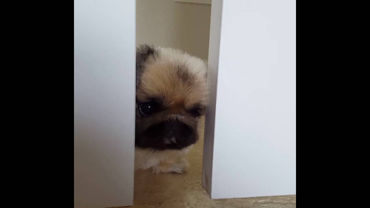 Konabears the sleeve pekingese YouTube