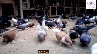 Natural Pigeon garden Farm