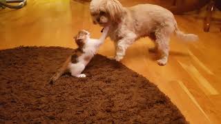 Kot z psem najlepsi  ♡ przyjaciele ♡ | NatiVlog