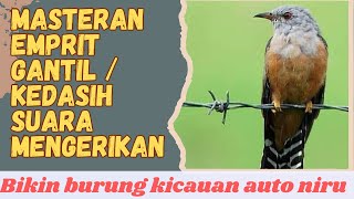 Suara burung Kedasih / emprit gantil menjerit merdu‼️