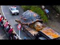 The World's Biggest Tortoise