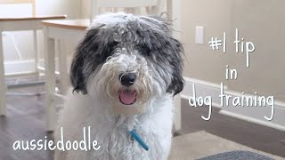 How I Potty Trained My Puppy in Just 2 Weeks!