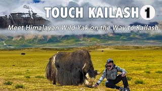 My 2nd adventure to Touch Mt. Kailash, Meet Wild Yak, Cook Egg at the highest hot spring