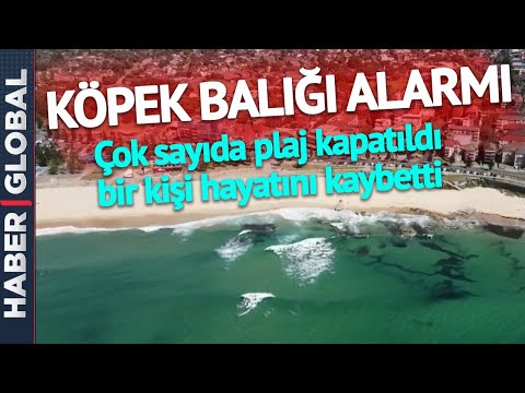 Video: Köpekbalığı Tankı iyi bir fikir mi?