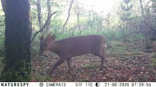 Secret Life of the Forest: 21 August 2026