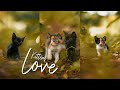 Kittens love i shot on sony a7siii  sigma art 85mm f14