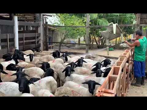 novo lote de ovelhas dorper a venda