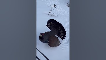 Mountain capercaillie bird approaches a skier