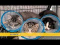 February is Spay It Forward month at the Okanagan Humane Society