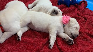 Livestream REPLAY: Charlie Brown & Lucy LABRADOR Puppies 19 Days old #labrador #puppy #cutepuppies