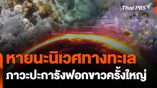 ซีรีส์โลกเดือด ตอน หายนะนิเวศทางทะเล | ข่าวค่ำมิติใหม่ | 16 พ.ค. 67