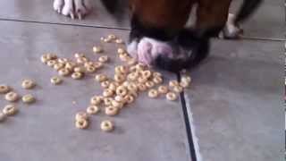 Boxer Dog Eating Cheerios