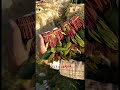 قات تخازين ربل قصري ضمد تشويه دفا خميس مشيط صبيا ابوعريش ٠٩٦٧٧١١٠٠٥٩٣٩ قات تخازين ربل قصري ضمد تشويه دفا خميس مشيط صبيا ابوعريش ٠٩٦٧٧١١٠٠٥٩٣٩