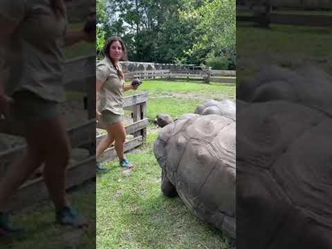 Подборка приколов из тик ток | tortoise #Shorts