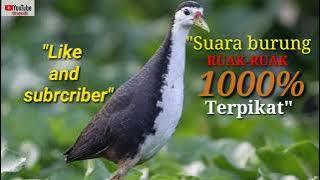 'Suara burung RUAK-RUAK 1000% Terpikat'