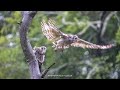 Rare Wildlife Moment: Verreaux&#39;s Eagle- Owl feeds baby in the Rain | Kruger National Park