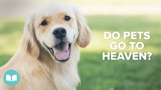 Do Pets Go To Heaven? Q&A with Pastor Mac Hammond