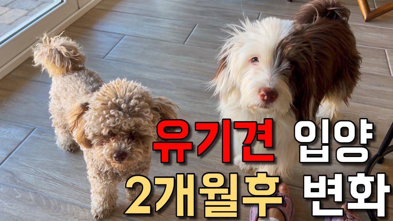  초코 러키 🐶 입양후 두달 …공원산책 /초코목욕 /강아지와 일상 