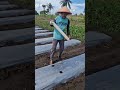 Tying plants with simple rope-Agriculture farming #shorts