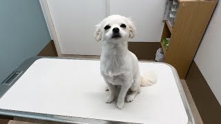 狂犬病ワクチンを打ちに行きました！ by 犬のこっちゃん、猫のなっちゃん 426 views 2 weeks ago 4 minutes, 35 seconds