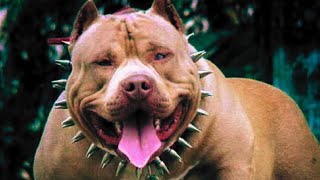 5 MOST DANGEROUS Dog Breeds In The World by Top 5 Animal Wonders 2,049 views 5 months ago 5 minutes, 21 seconds