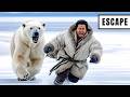 How Inuit Escape Polar Bear Attacks?