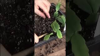 jardinage: schlumbergera: Cactus de Noël: Comment Bouturer