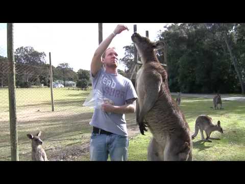 brian feeding a massive kangaroo