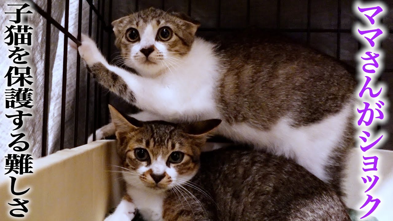 猫ママさん maxresdefault.jpg