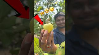 వీటిని నిజంగా కోతి మూతి పండ్లు అంటారా? 😳 #itsmetejvlogs #vlogshorts #forestvlog #rarefruits #nature
