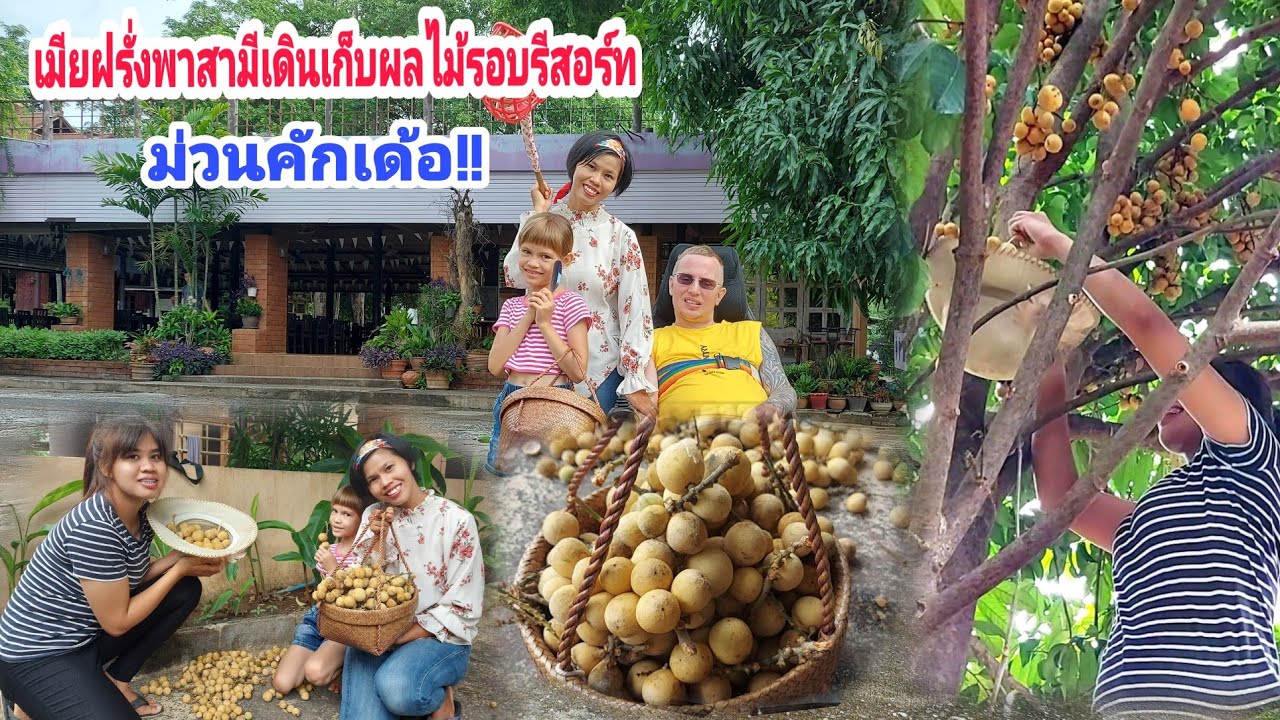 เมียฝรั่งพาสามีเดินเก็บผลไม้รอบรีสอร์ทบรรยากาศดีมาก/Mommy May Tv