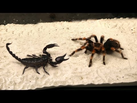 Video: 3 formas de matar a un escorpión