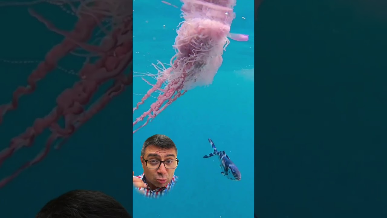 ✅ ссылка на полные видеолекции в описании канала