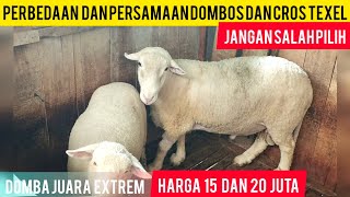 DOMBA JUARA KELAS EXTREM NGUMPUL DI ARJUNA FARM WONOSOBO HARGA 15 DAN 20 JUTAAN