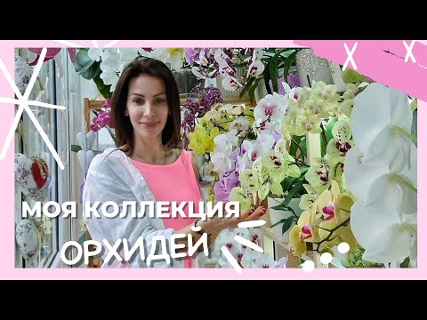 Ух! Как хороши эти сорта! Обзор цветения Пиниф, Люксор, Эквестрис, Парфюмерная фабрика, Блек Перл.