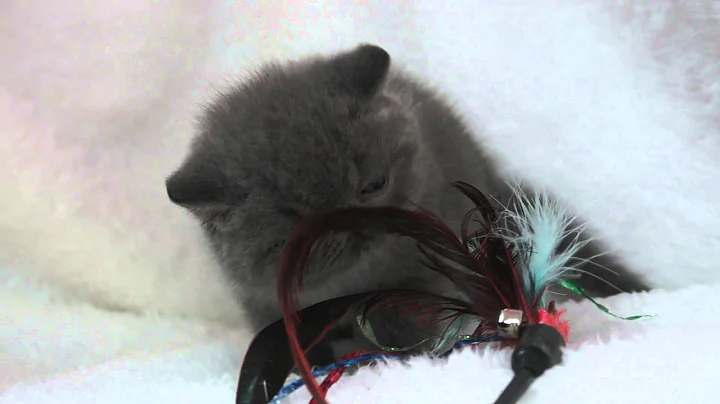 Video 1365981: exotic shorthair male, exotic shorthair blue