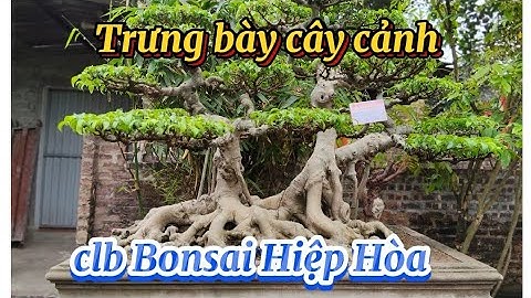 Trưng bày cây cảnh,clb Bonsai Hiệp Hòa, Bắc Giang......