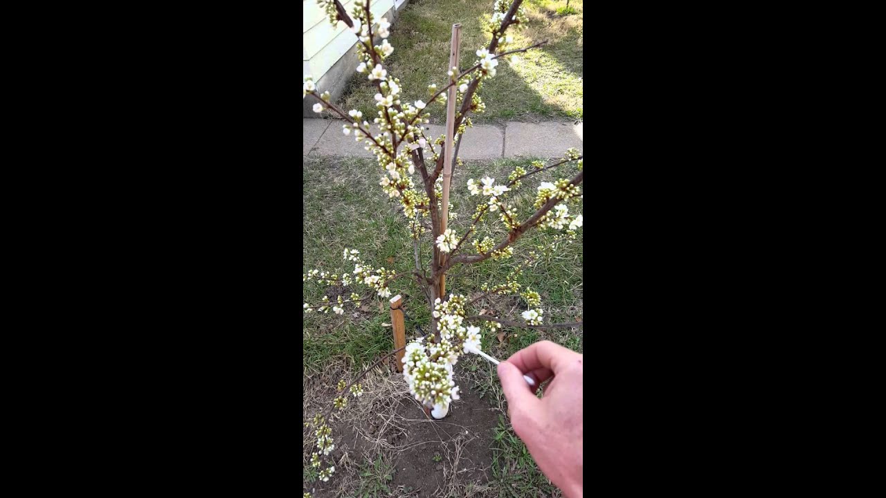 Pollinating the plum trees. - YouTube