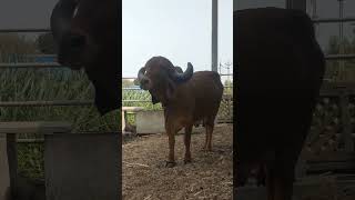 one of the best gir cows of Raju bhai Sojitra Rajkot  #cow #gircowvideo #bull #redgircow