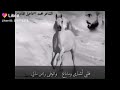 قلبي اشترى وما باع والوفاء راس مالي كلمات الشاعر الاسمر العبيدي 