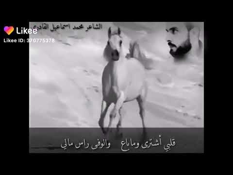 قلبي اشترى وما باع والوفاء راس مالي كلمات الشاعر الاسمر العبيدي
