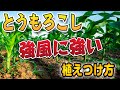 とうもろこし  強風対策！【コンパニオンプランツ】ネギ✕とうもろこし【風で倒れる】【コールドラッシュ90】【家庭菜園】【初心者】