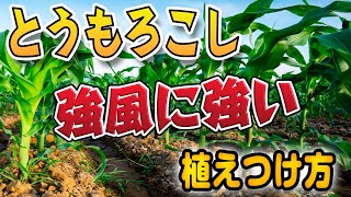 とうもろこし  強風対策！【コンパニオンプランツ】ネギ✕とうもろこし【風で倒れる】【コールドラッシュ90】【家庭菜園】【初心者】