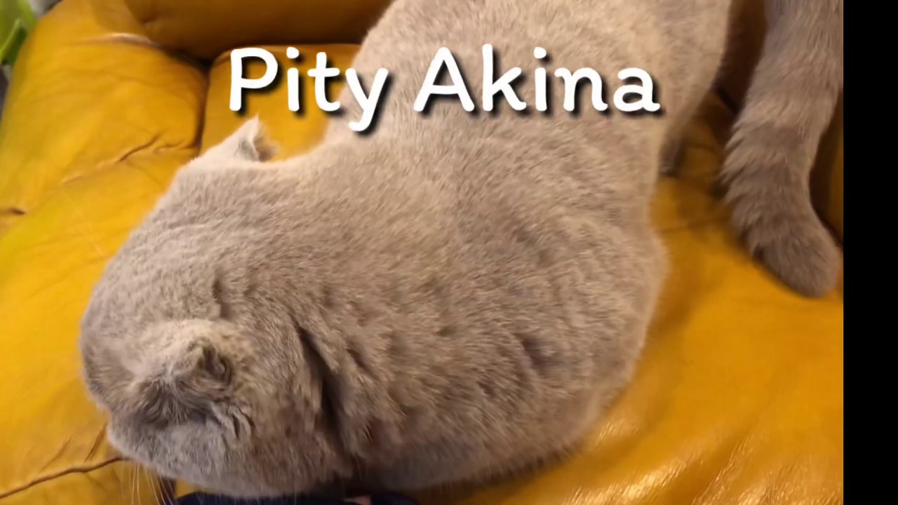 น้องแมวเป็นฮีท(ประจำเดือน)ร้องตลอดเวลา(Pity on Akina is in heat)
